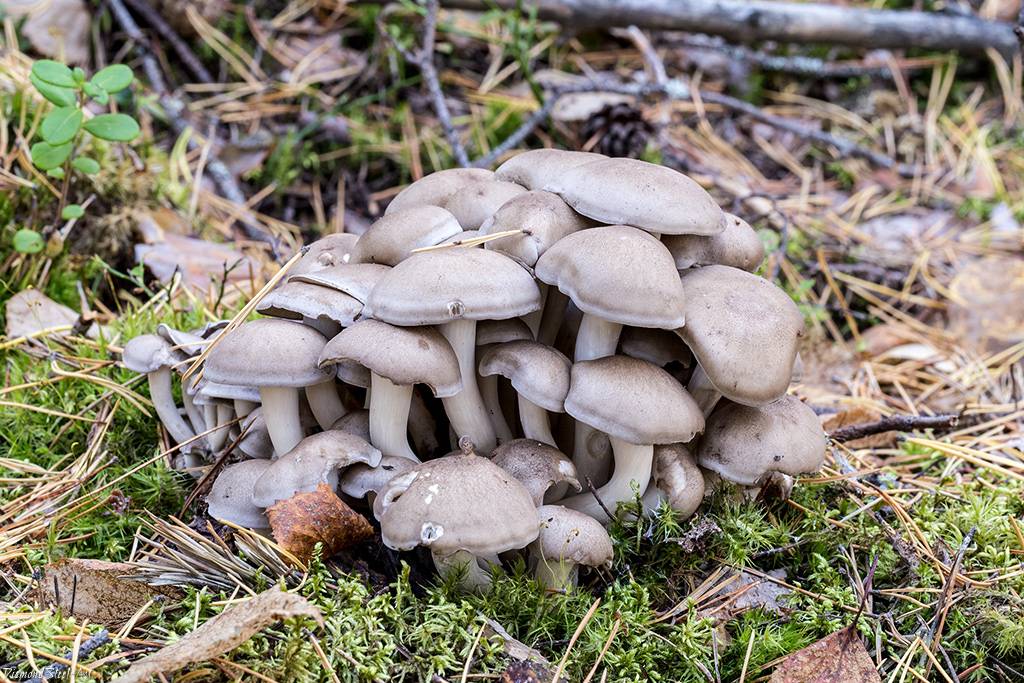 Лиофиллум симедзи — фото, видео и описание гриба, где растет и как выглядит