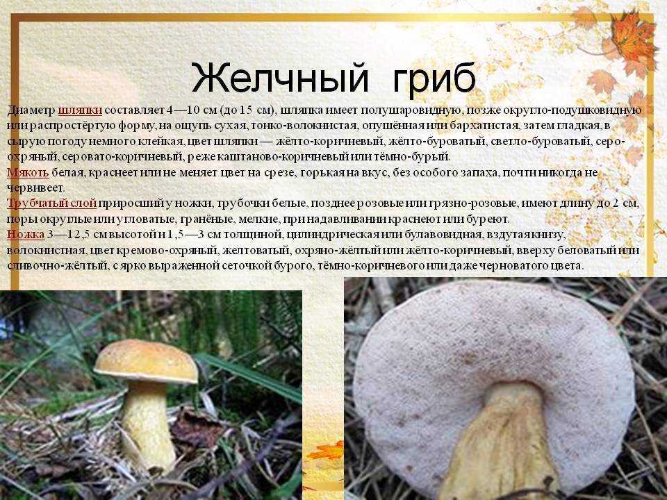 Белый гриб, ложный белый и другие двойники, рецепты приготовления боровиков