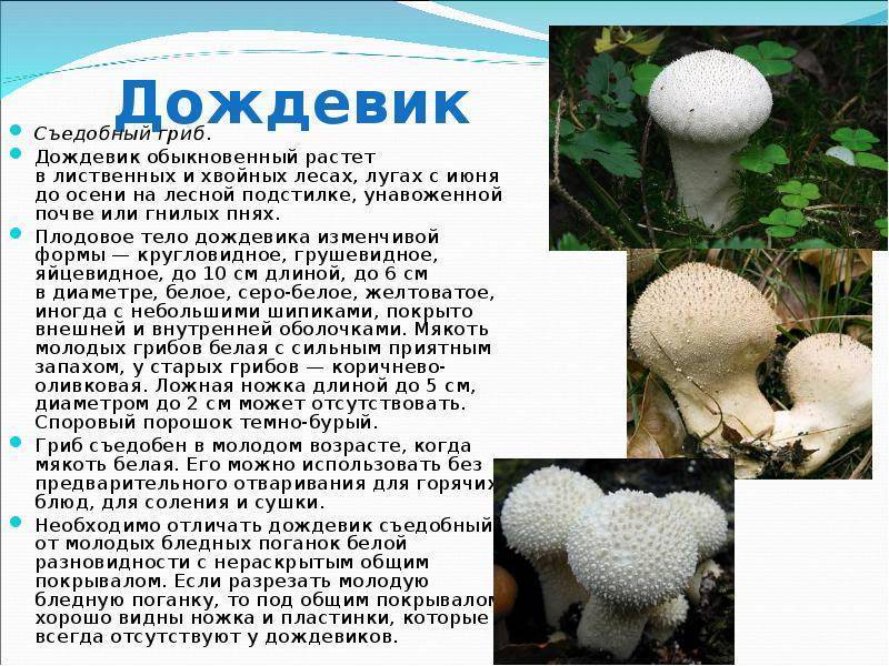 Как и когда собирать гриб дождевик - grib-doma.ru