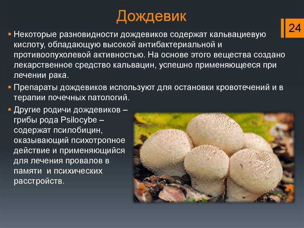 Съедобный гриб дождевик шиповатый: описание, выращивание и способы приготовления