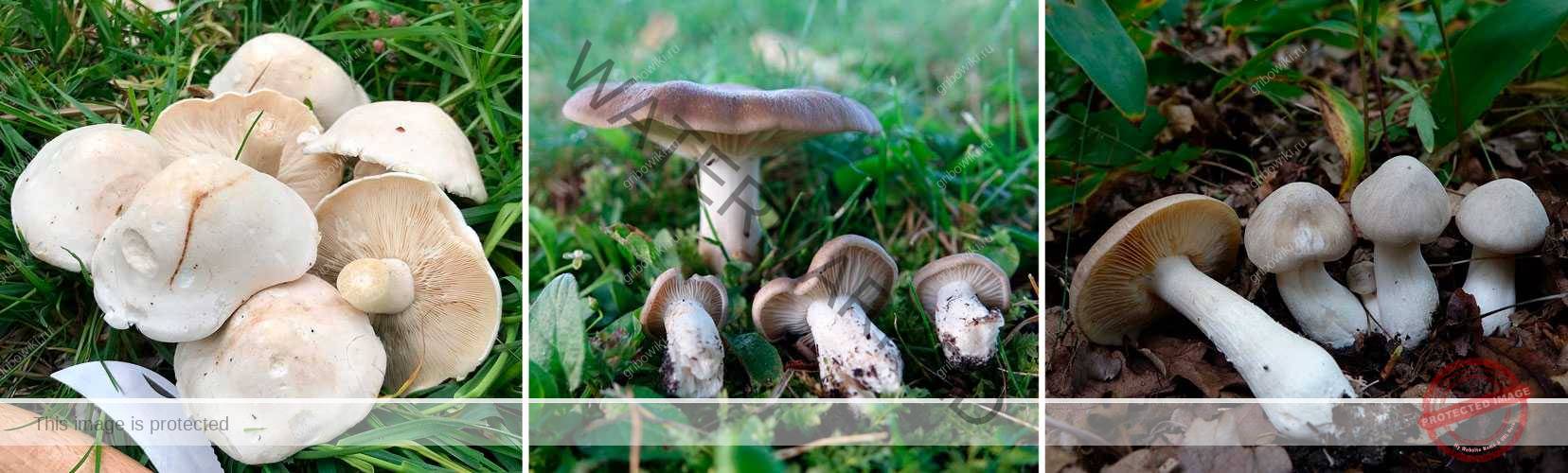 Энтолома синеватая — описание гриба, где растет, похожие виды, фото