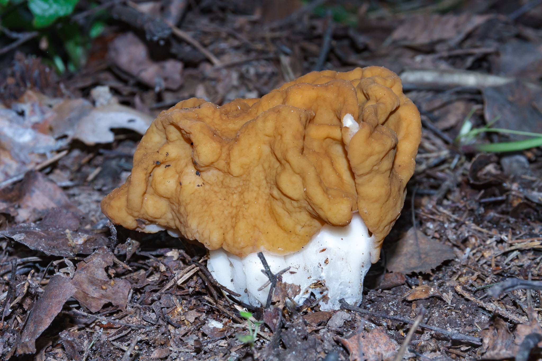Обыкновенный строчок (gyromitra esculenta). условно-съедобные грибы, которые мало кто собирает | грибной критик | дзен