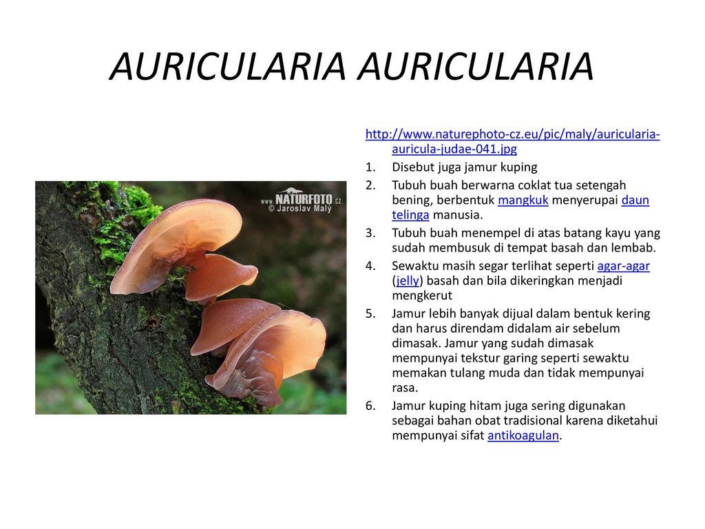Аурикулярия (auricularia polytricha)