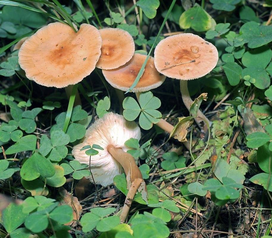 Рядовки лиловоногие: особенности гриба и отличия от сходных видов