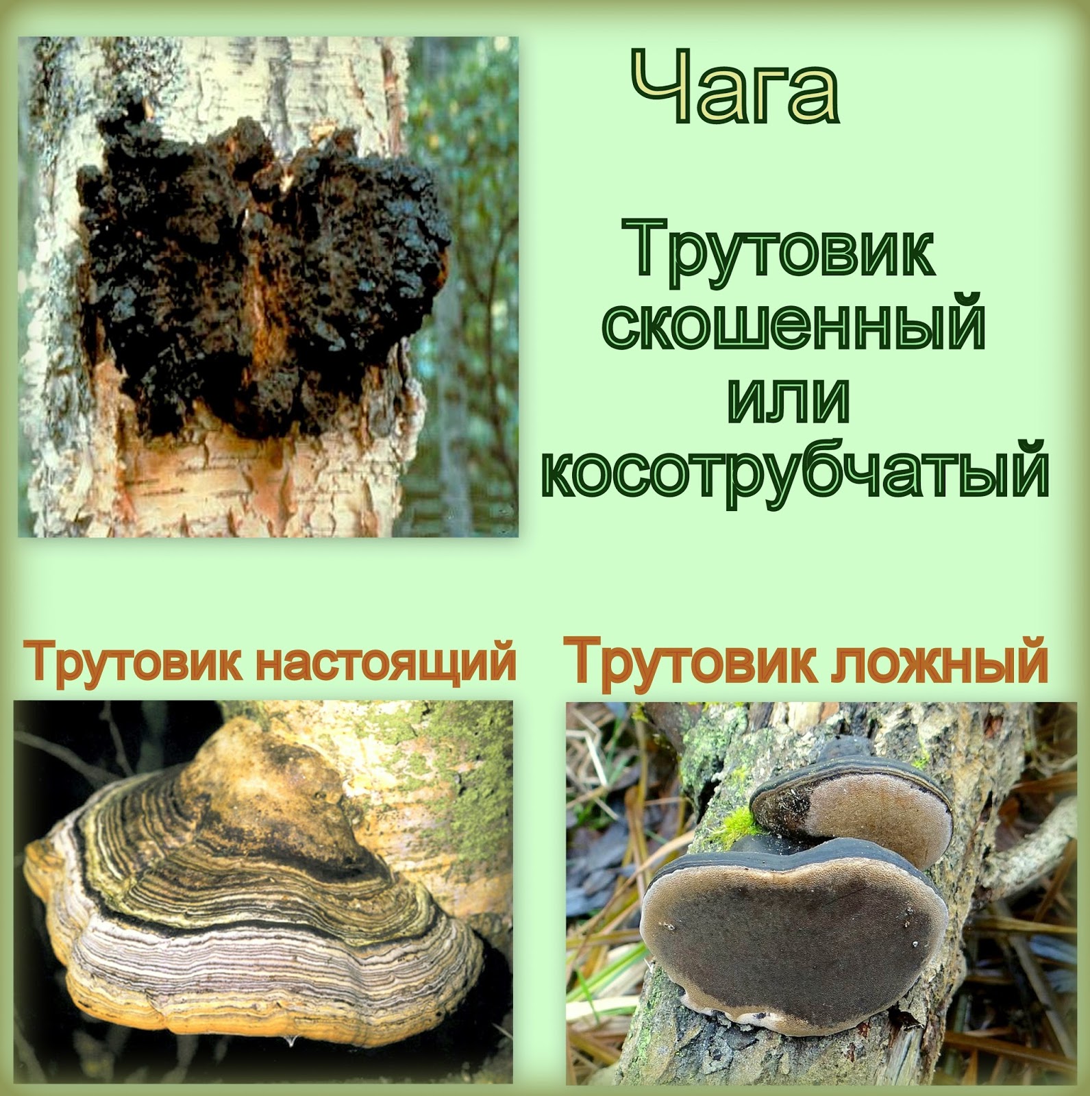 Гриб трутовик: фото, видео и описание, съедобный или нет, какие виды трутовиков распространены в россии