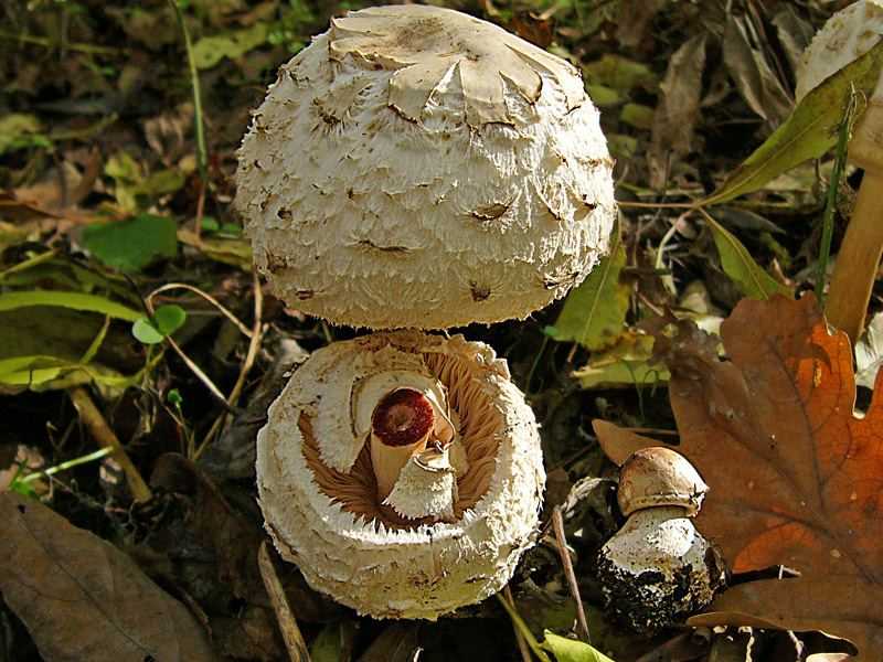Зонтик краснеющий - описание, где растет, ядовитость гриба
