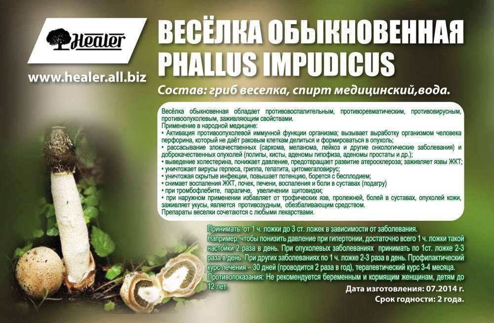 Грибы веселки (веселка обыкновенная или на латыне phallus impudicus): лечебные свойства, противопоказания и где они растут