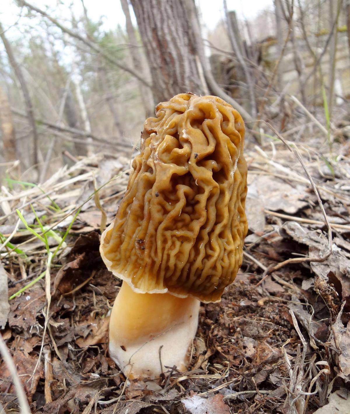 Шапочка сморчковая (verpa bohemica) – грибы сибири