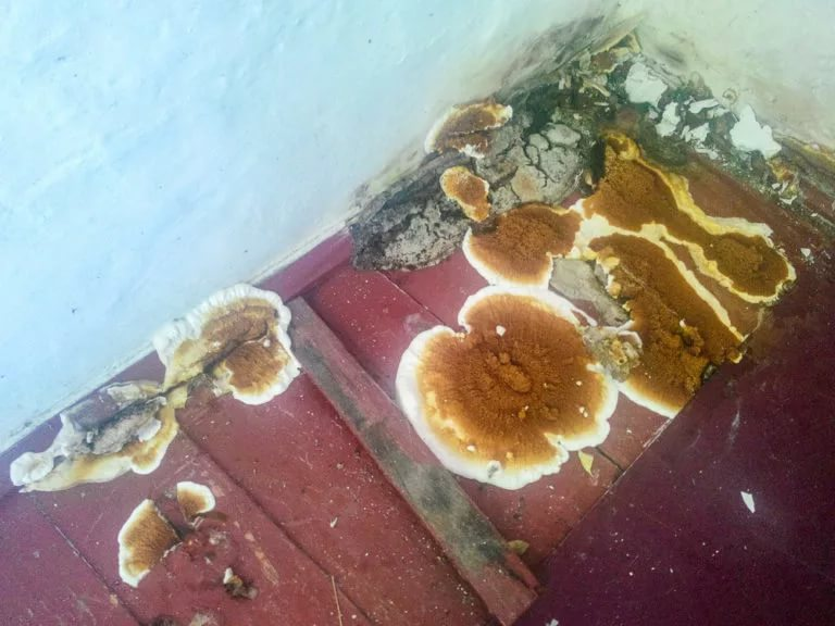 Домовой гриб (белый домовой гриб, серпула плачущая): фото и описание, как избавиться — викигриб