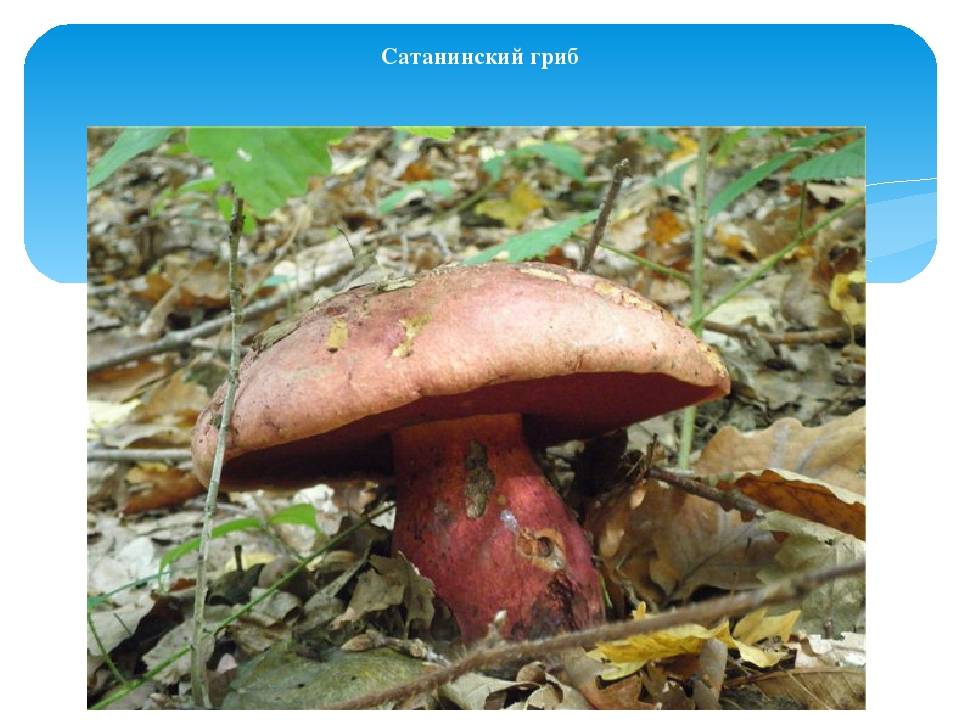 Сатанинский гриб фото: описание и почему так называется, съедобный или ядовитый, отличия
