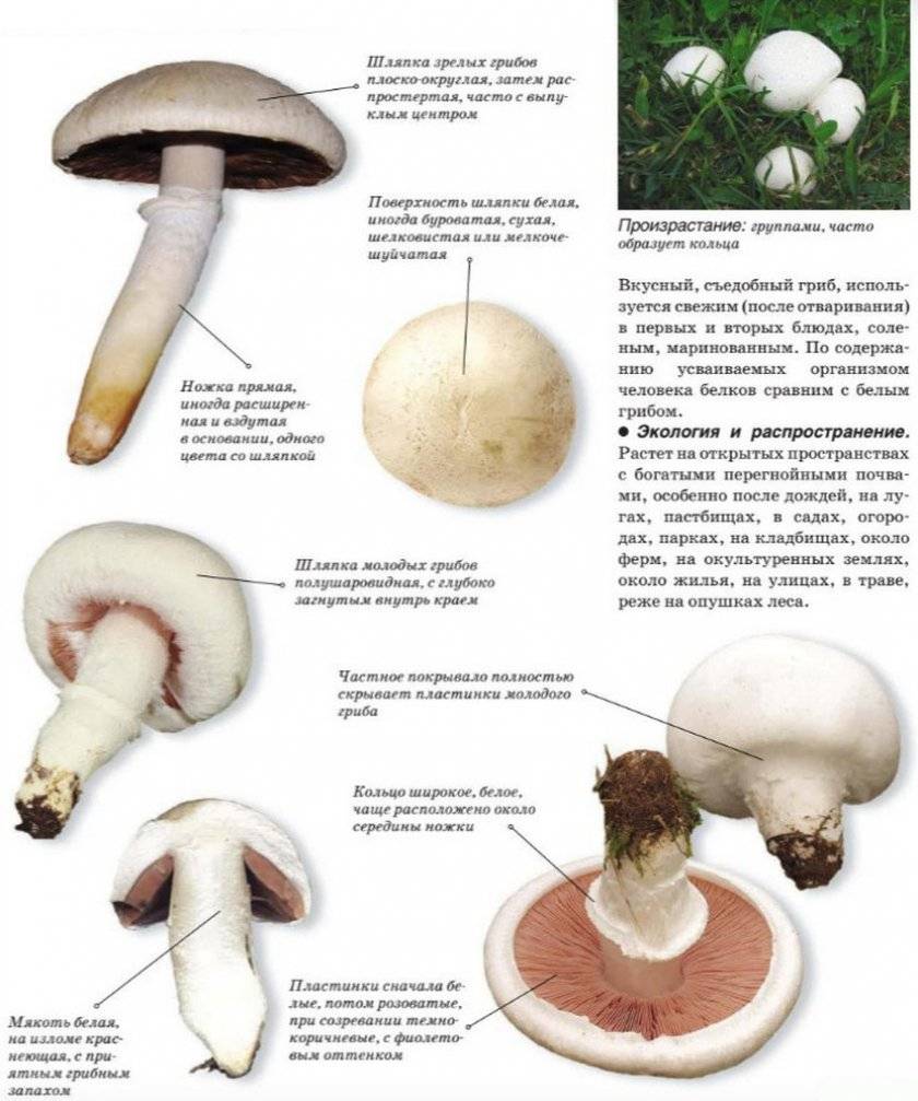 Шампиньон лесной (благушка) - описание, фото гриба