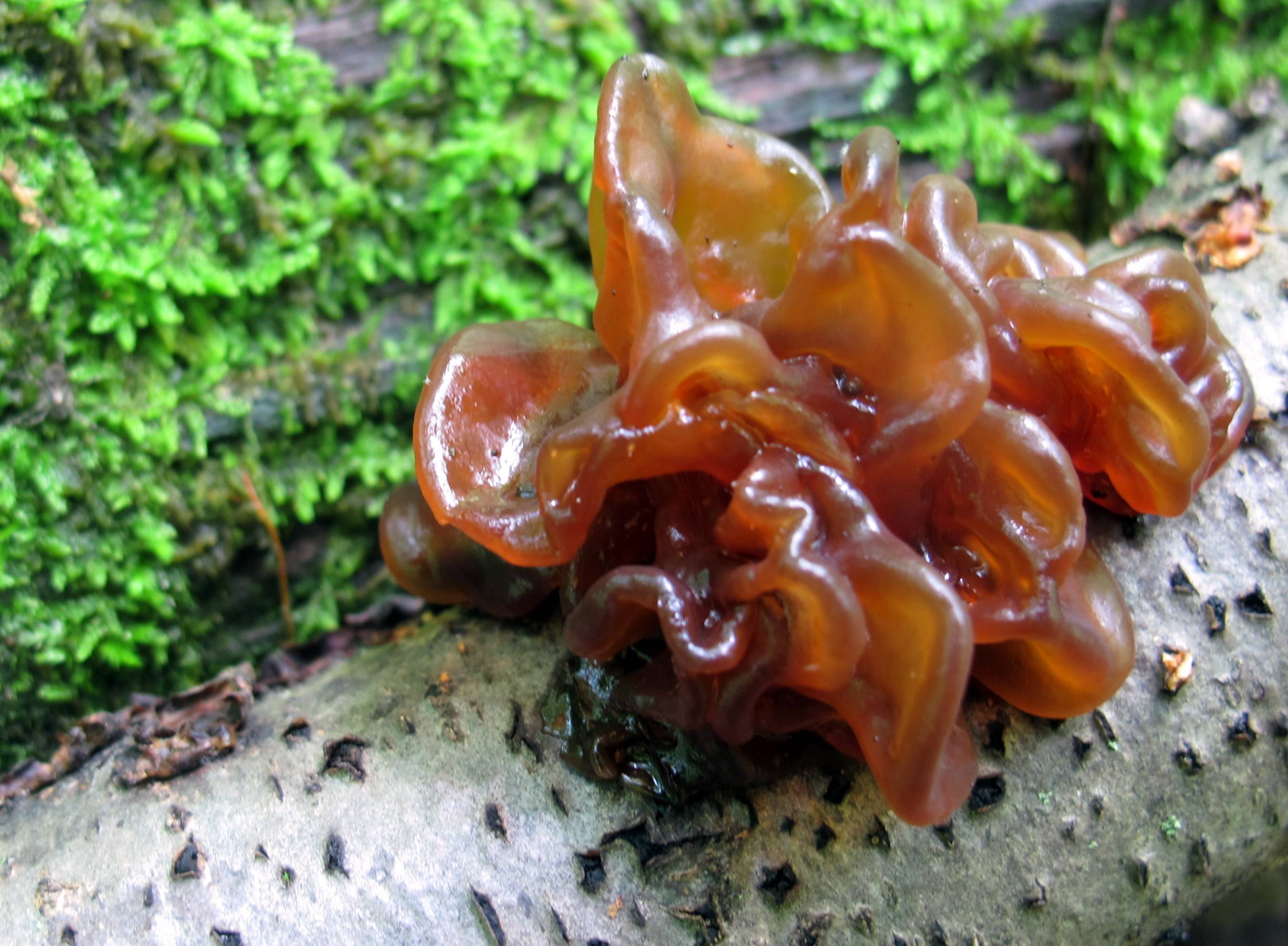 Дрожалка оранжевая – съедобный и полезный гриб — викигриб