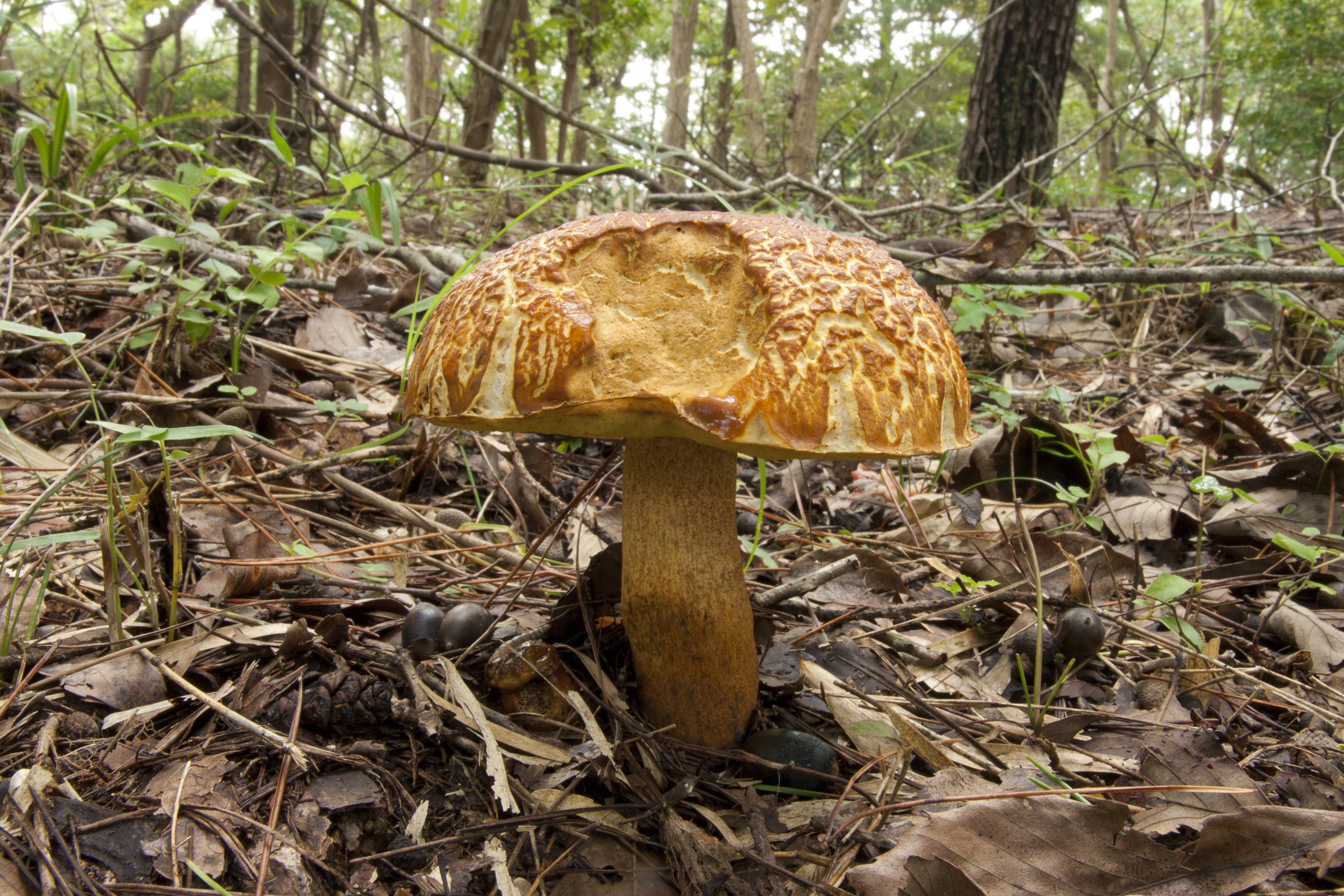 Подберезовик и подосиновик: описание и фото грибов-обабков +видео