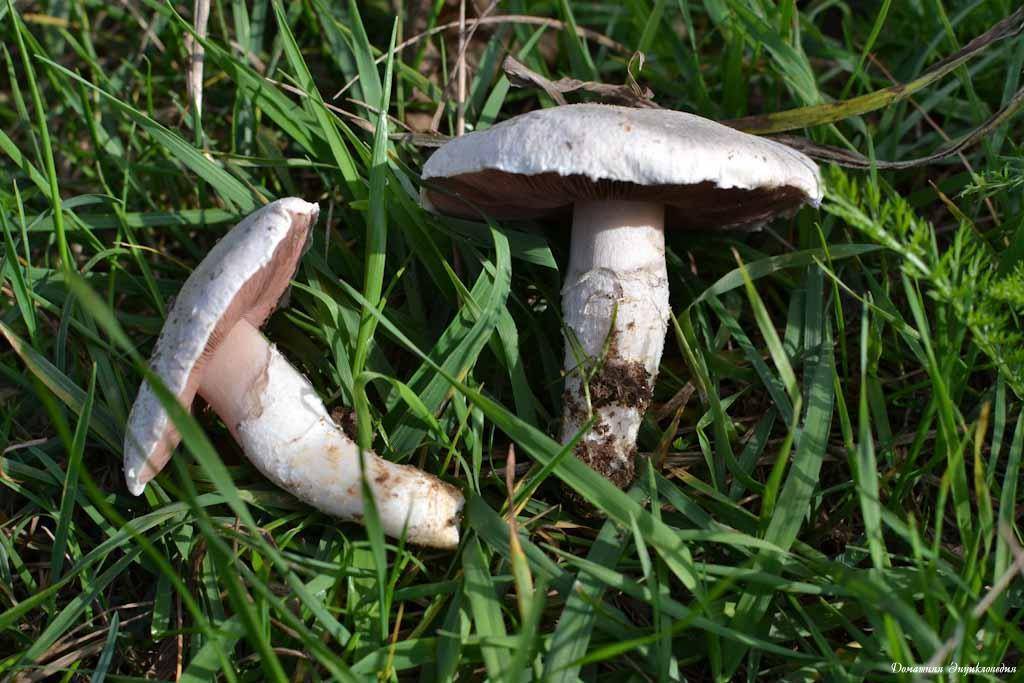 Луговой шампиньон (обыкновенный, гриб печерица, agaricus campestris): как выглядит, виды, где и как растут, полезные свойства