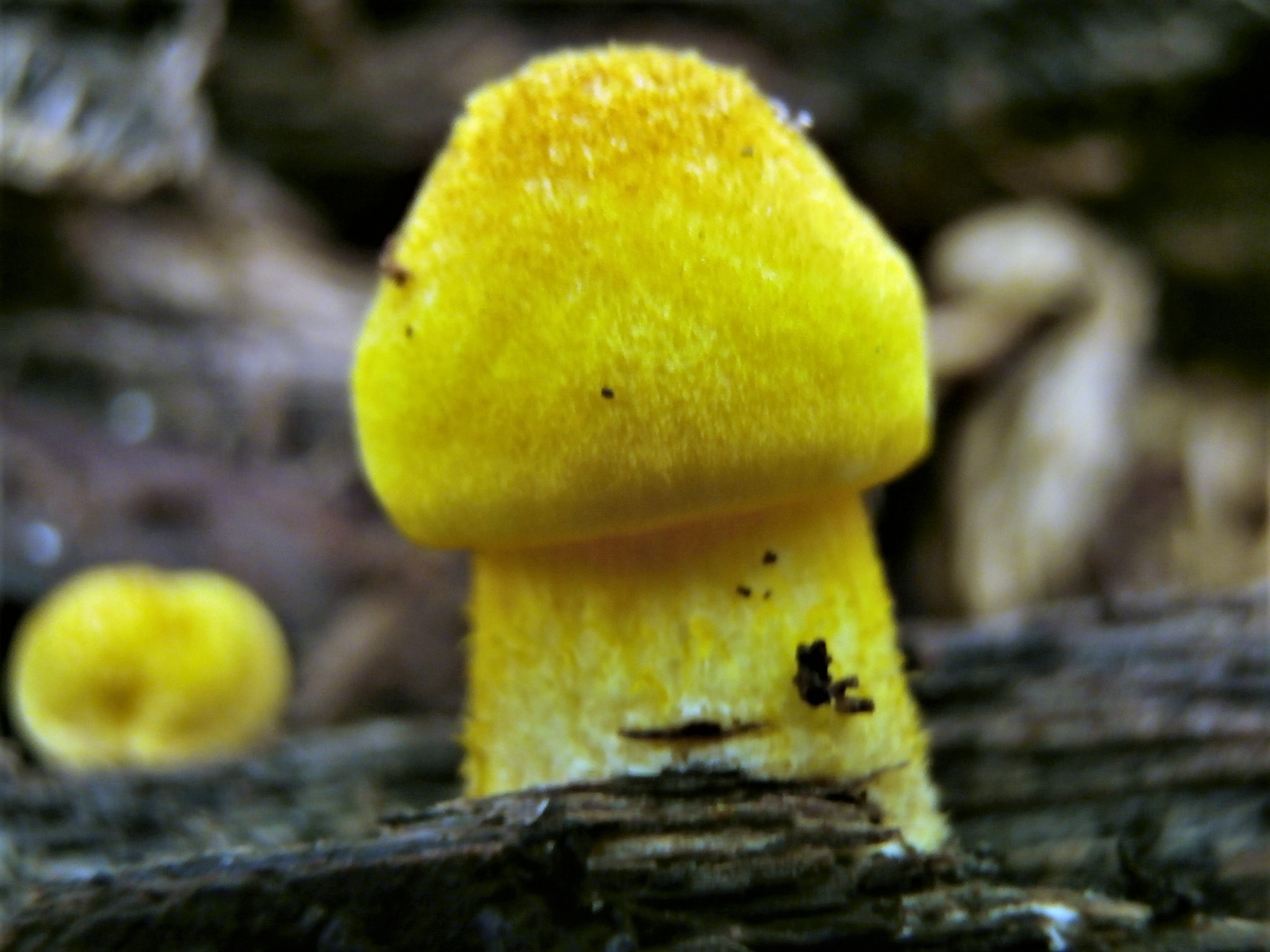 Плютей фенцля (pluteus fenzlii) – грибы сибири