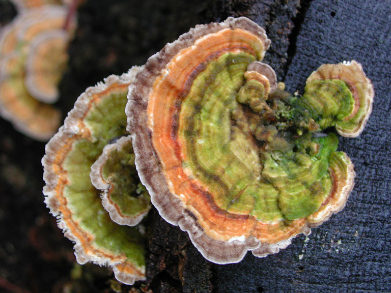 Трамета разноцветная- сильнодействующий лекарственный гриб