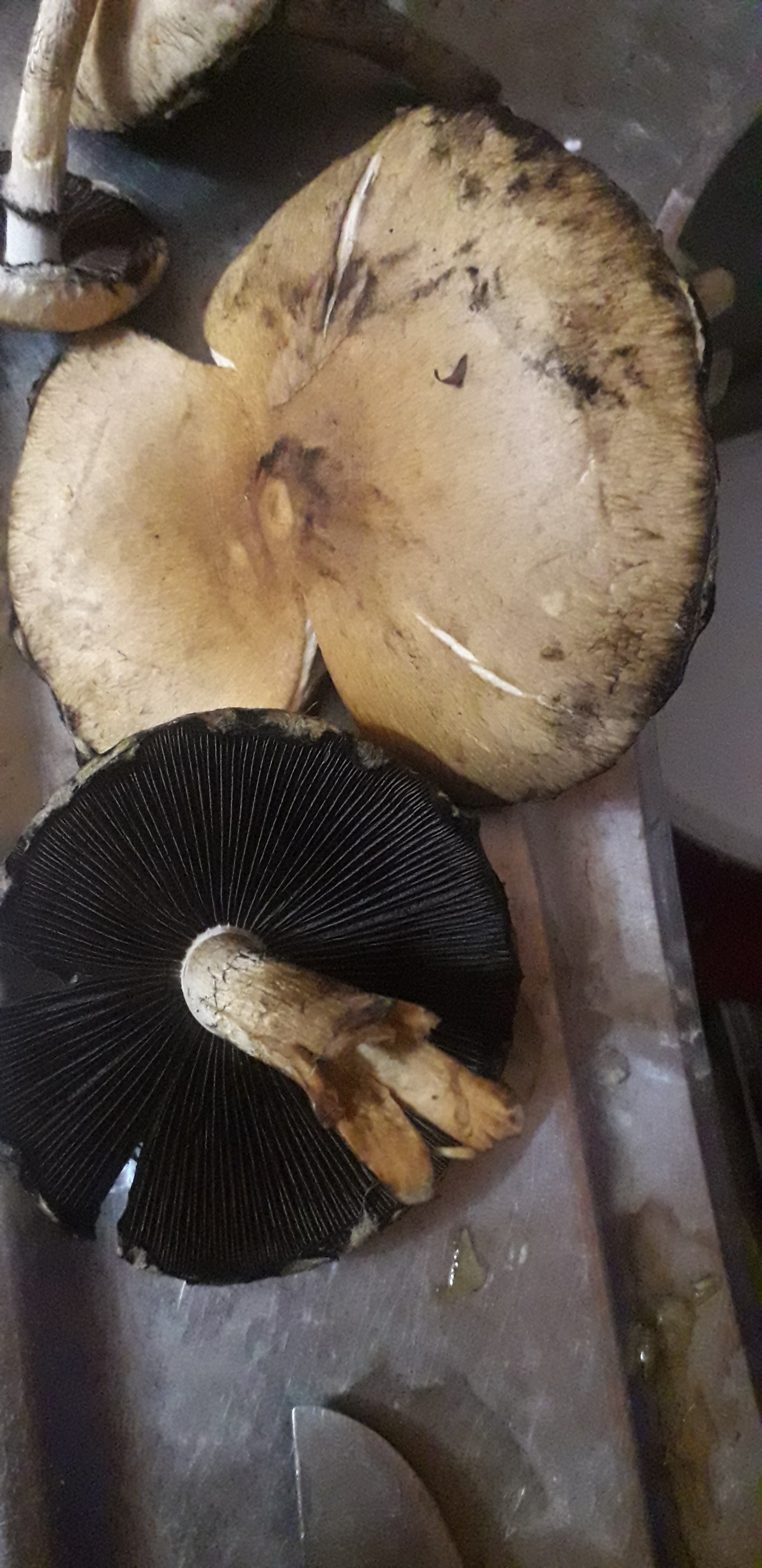 Строфария сине-зеленая - фото и описание съедобного гриба, где растет и как выглядит