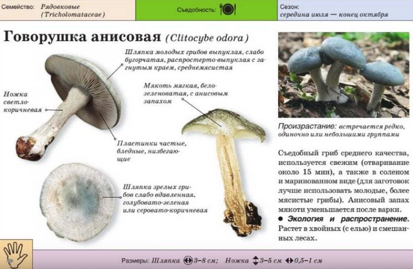 Говорушка восковатая или листолюбивая (clitocybe phyllophila): фото и описание гриба