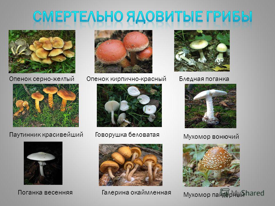 Грибы в августе: съедобные, несъедобные виды, описание, места произрастания, популярные грибные места россии