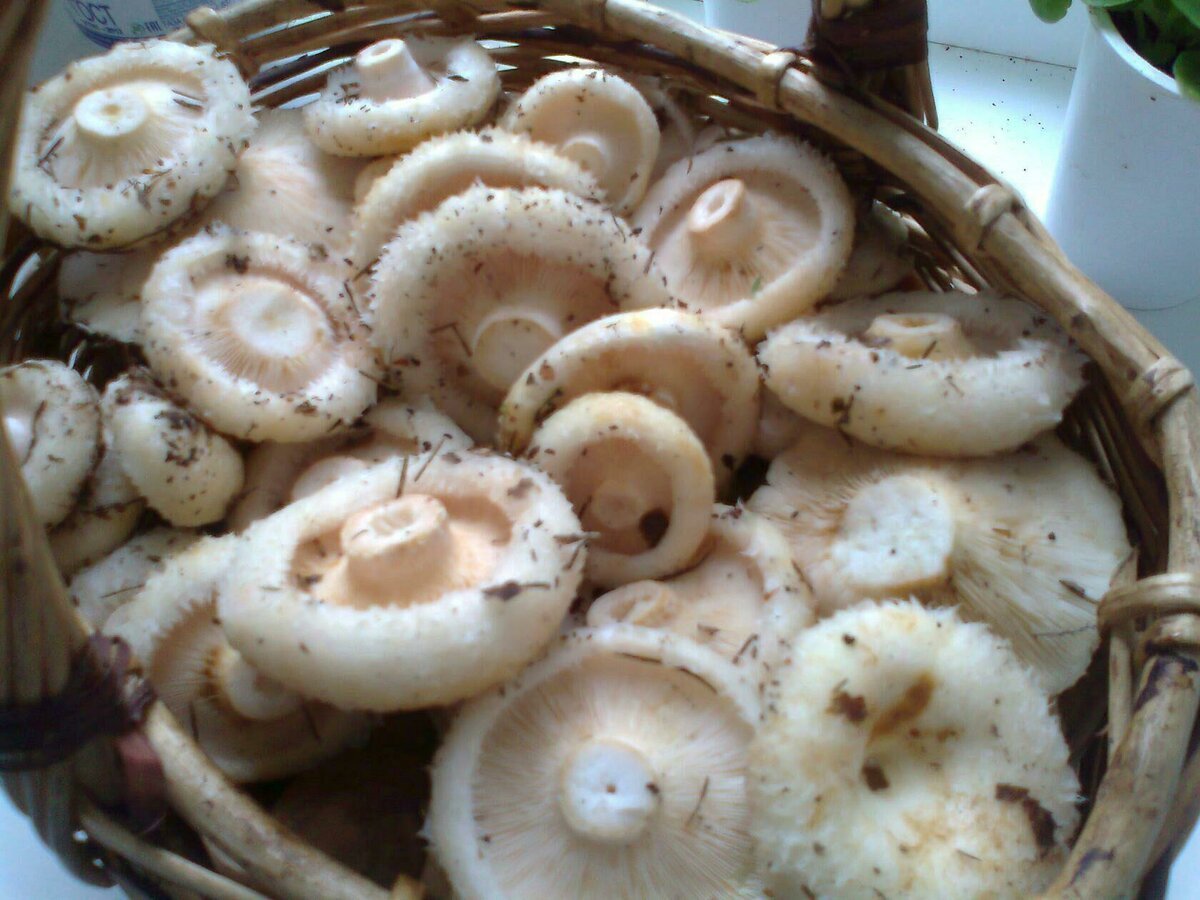 Рецепты приготовления белых груздей на зиму: фото, видео, пошаговое описание, как готовить грибные блюда