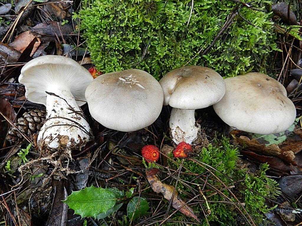 Серый гриб: фото и описание разновидностей