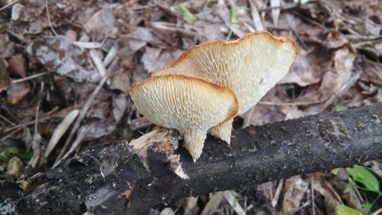 Ликбез по грибам трутовикам: полезные почти все, а некоторые еще и съедобные | книга грибов | дзен
