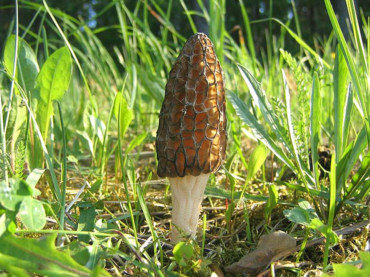 Сморчок степной (morchella steppicola) — описание гриба, где растет и как готовить, похожие виды, фото