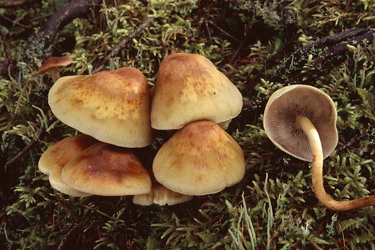 Cъедобный и очень вкусный гриб — опенок серопластинчатый