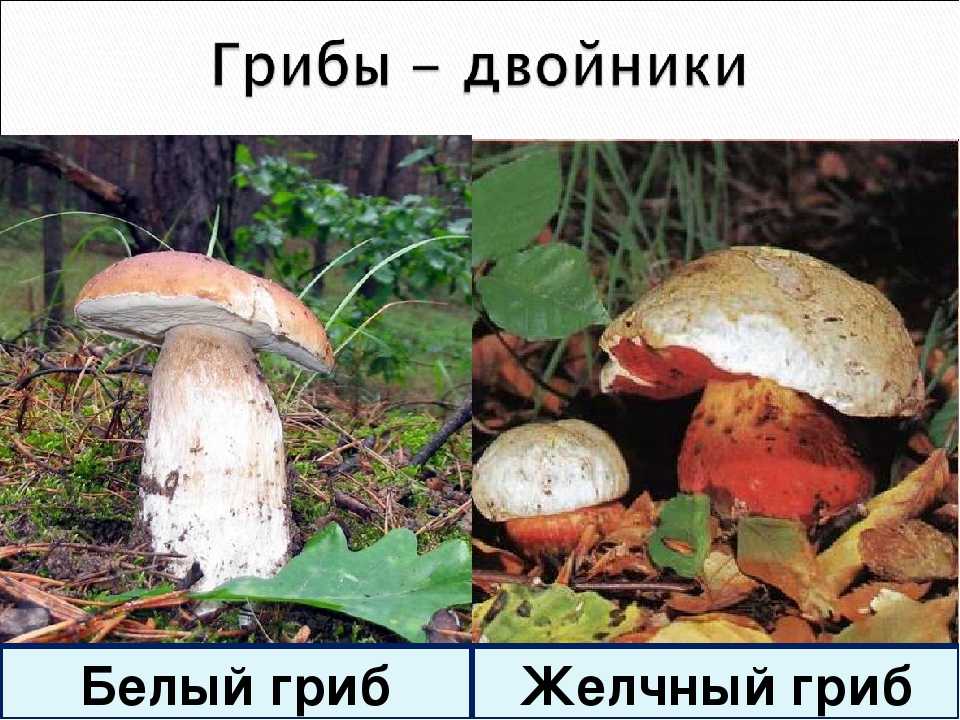 Как отличить ложный белый гриб от настоящего: описание и фото