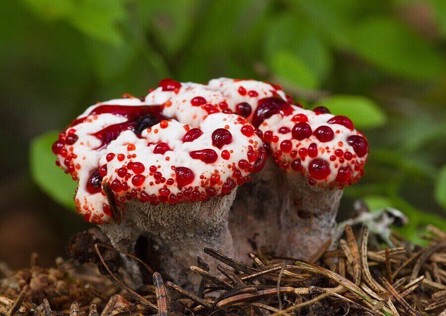 10 жутких грибов и растений, похожих на человеческие части тела :: инфониак