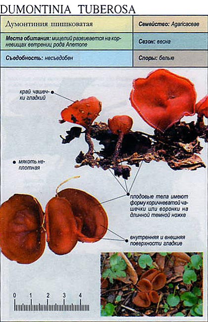Думонтиния шишковатая - dumontinia tuberosa - про досуг