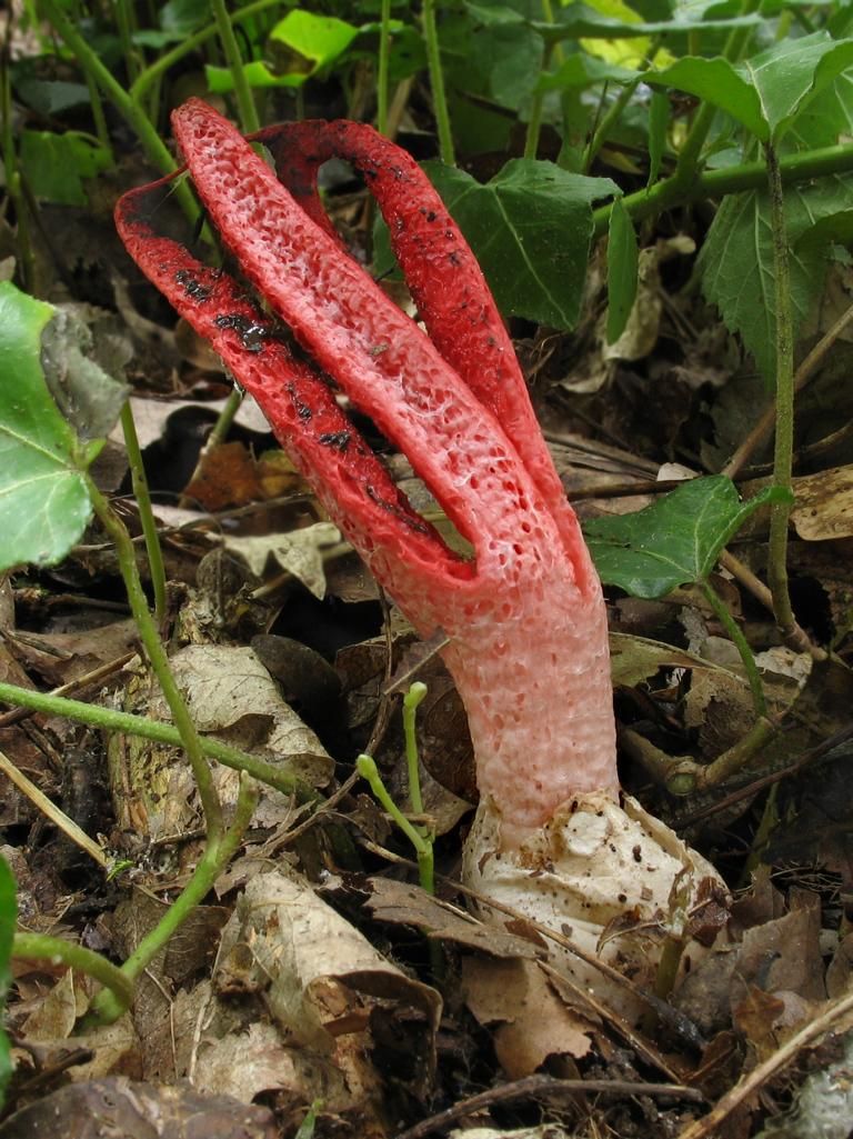 Антурус арчера: гриб палец дьявола, места обитания и описание
