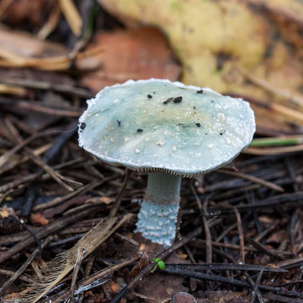 Строфария сине-зеленая: внешний вид гриба и места произрастания, возможность употребления в пищу