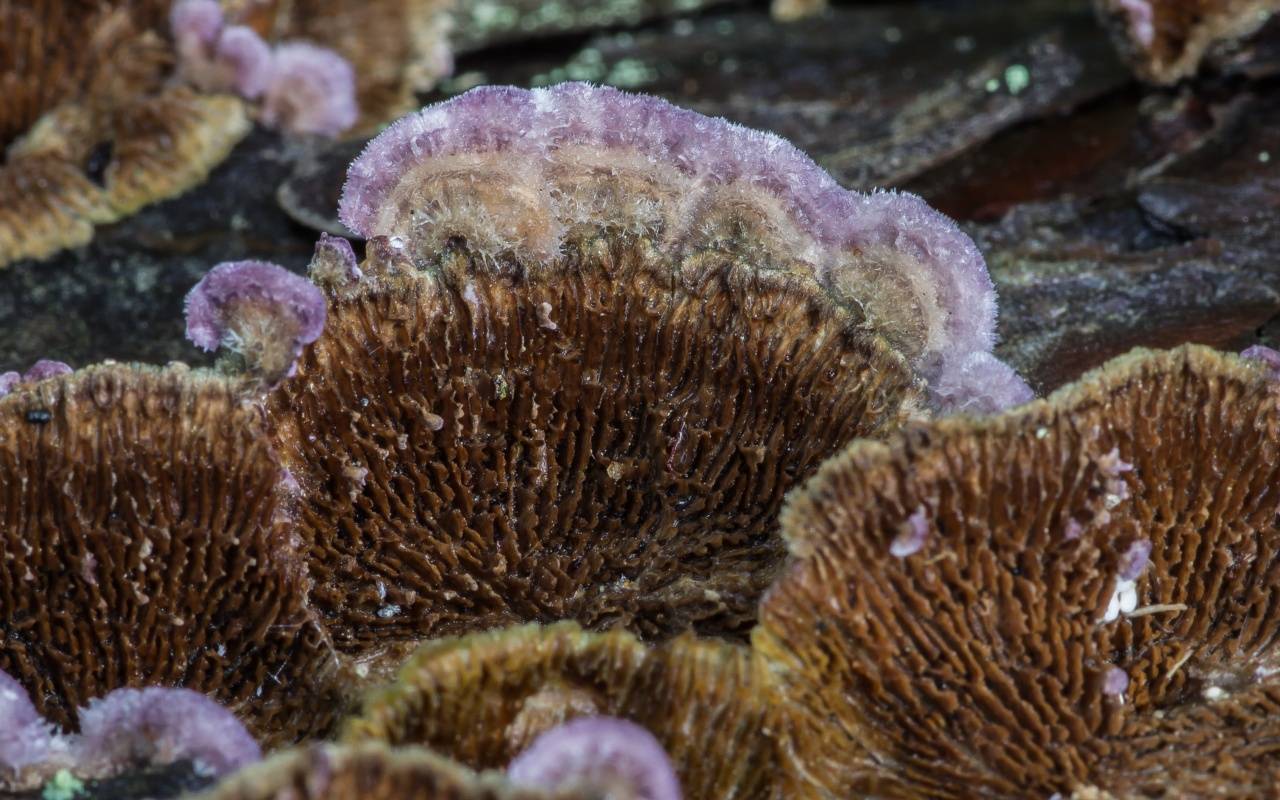 Трихаптум буро-фиолетовый (trichaptum fuscoviolaceum): как выглядит, где и как растет, съедобный или нет