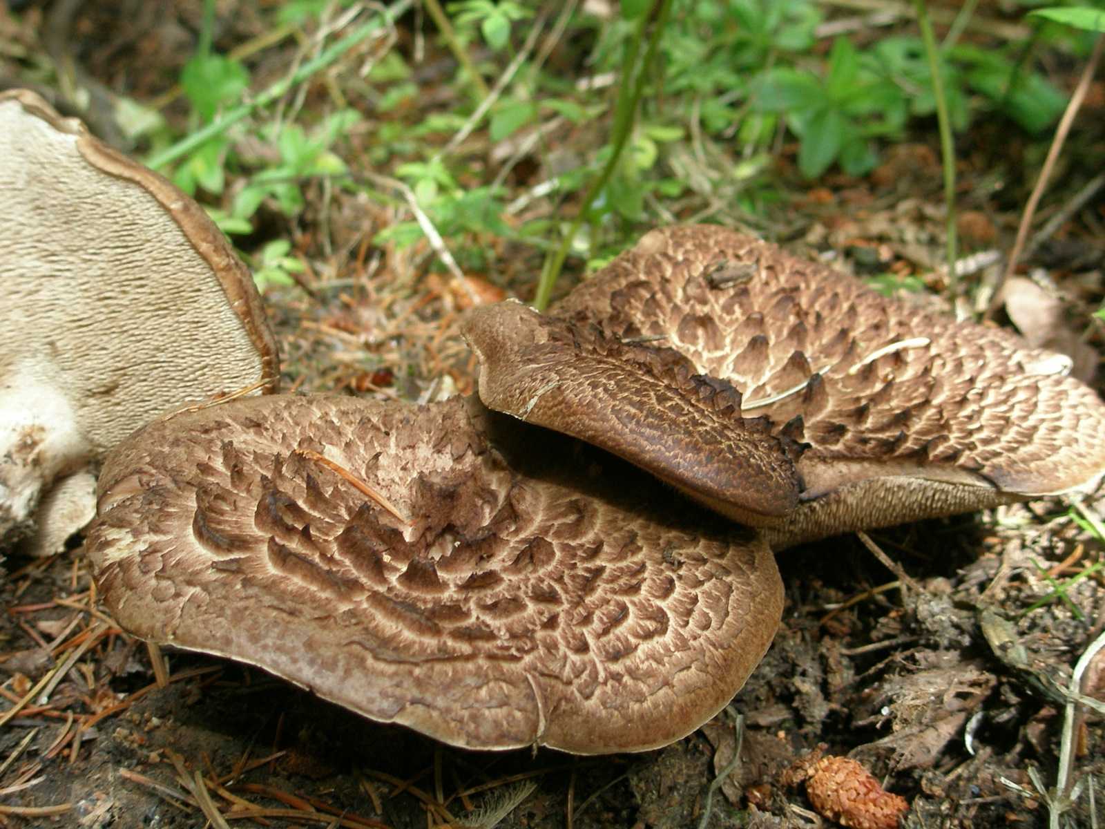 Ежовик - фото и описание гриба, виды, лечебные свойства, съедобный или нет