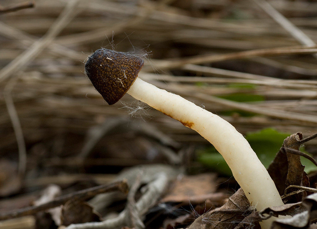 Сморчковая шапочка или сморчок нежный (verpa bohemica): фото, описание и как готовить гриб