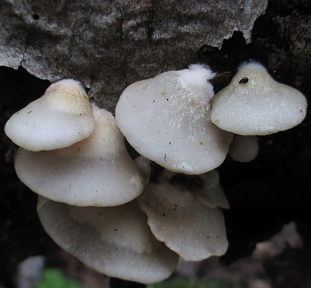 Крепидот мягкий или каштановый (crepidotus mollis): фото, описание гриба, двойники
