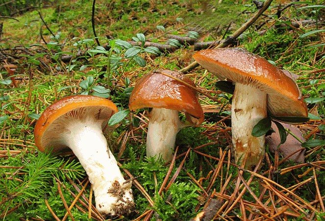 Паутинник слизистый (cortinarius mucosus) – грибы сибири