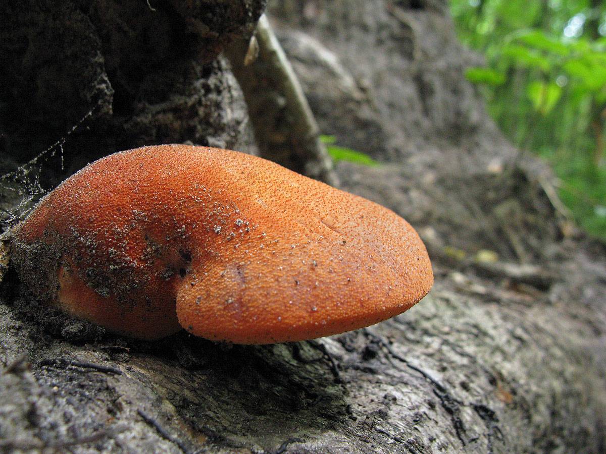 Печеночный гриб: фото и описание, приготовление
