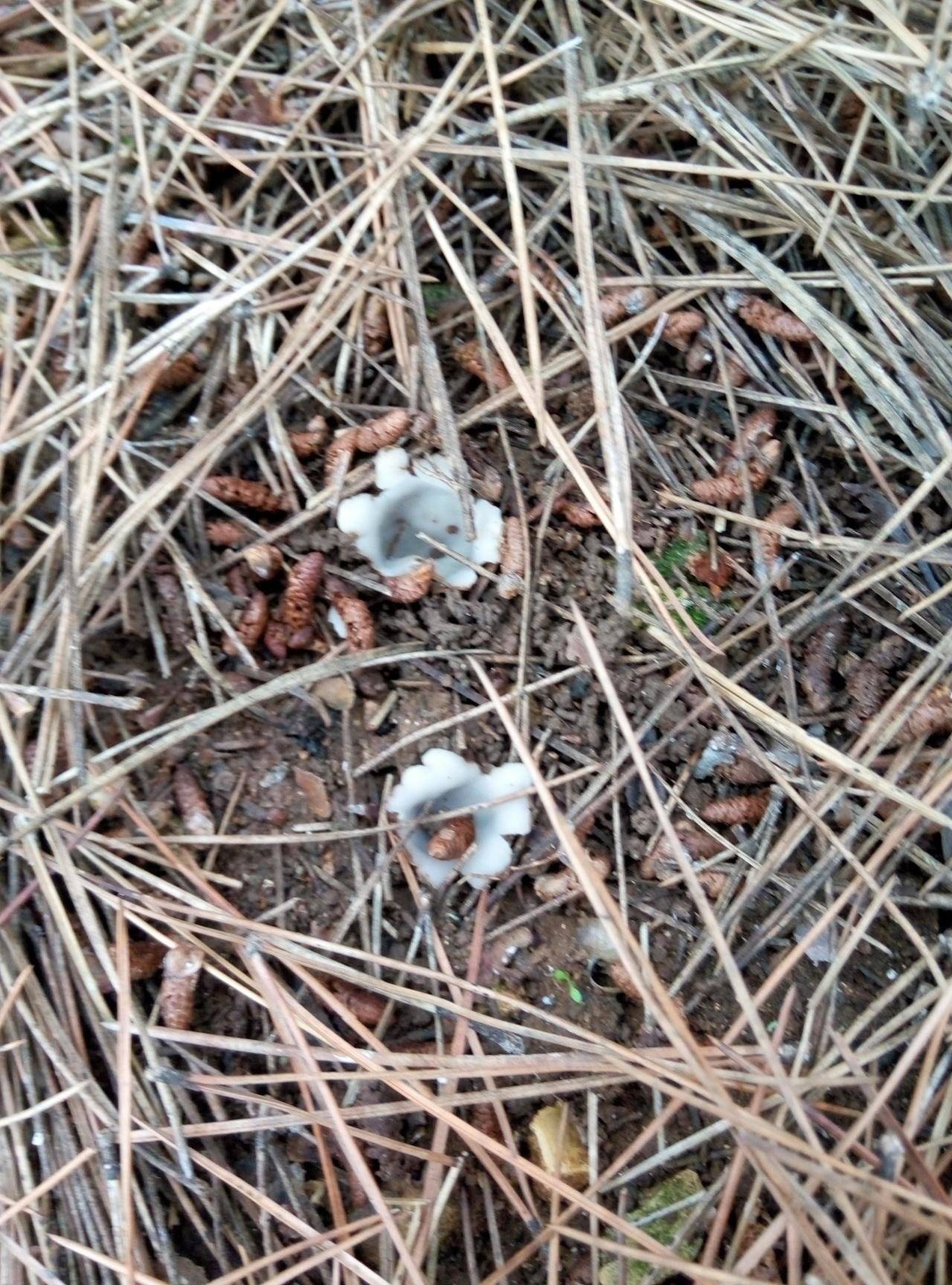 Волоконница патуйяра (inocybe patouillardii) – описание, где растет, фото гриба