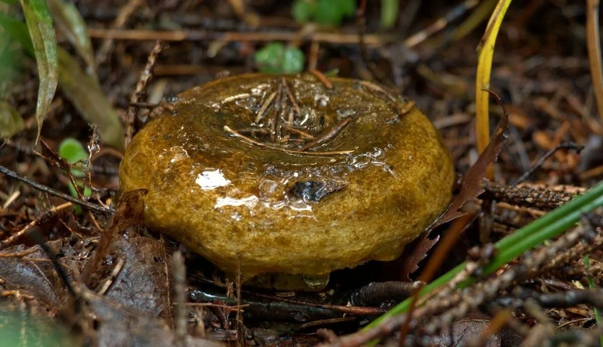 Черный груздь чернушка - фото и описание гриба, как выглядит и где растет, польза и вред