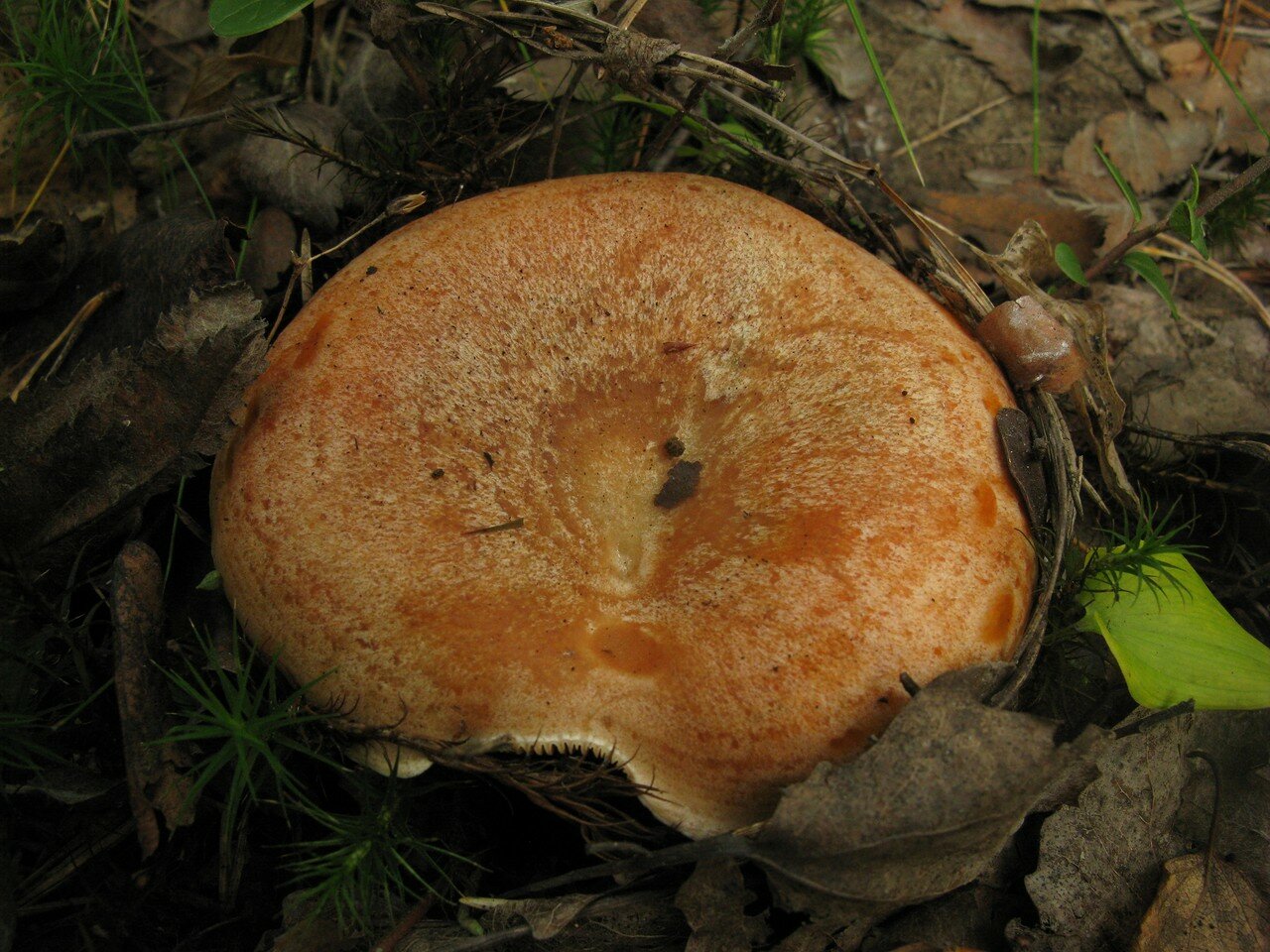 Какой гриб рыжик. Рыжик Сосновый/Боровой (Lactarius deliciosus);. Рыжики пластинчатые грибы. Королевский Рыжик. Царский гриб Рыжик.