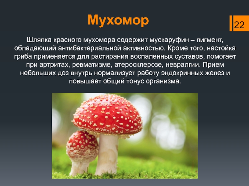 Белая поганка или мухомор вонючий (amanita virosa): фото, описание, сходство и различие с шампиньоном и другими грибами
