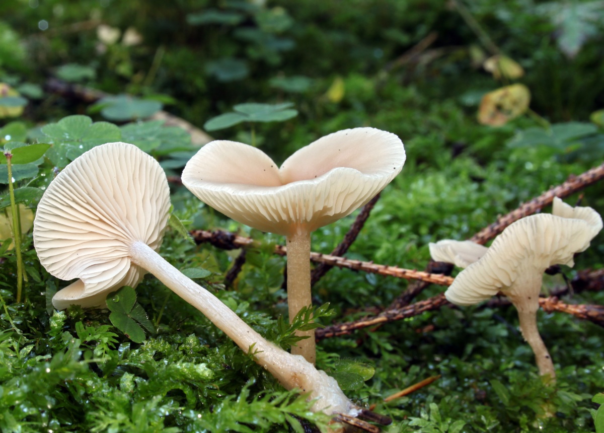 Съедобные грибы говорушки: фото и описание дымчатой, оранжевой (подогнутой) и душистой говорушек