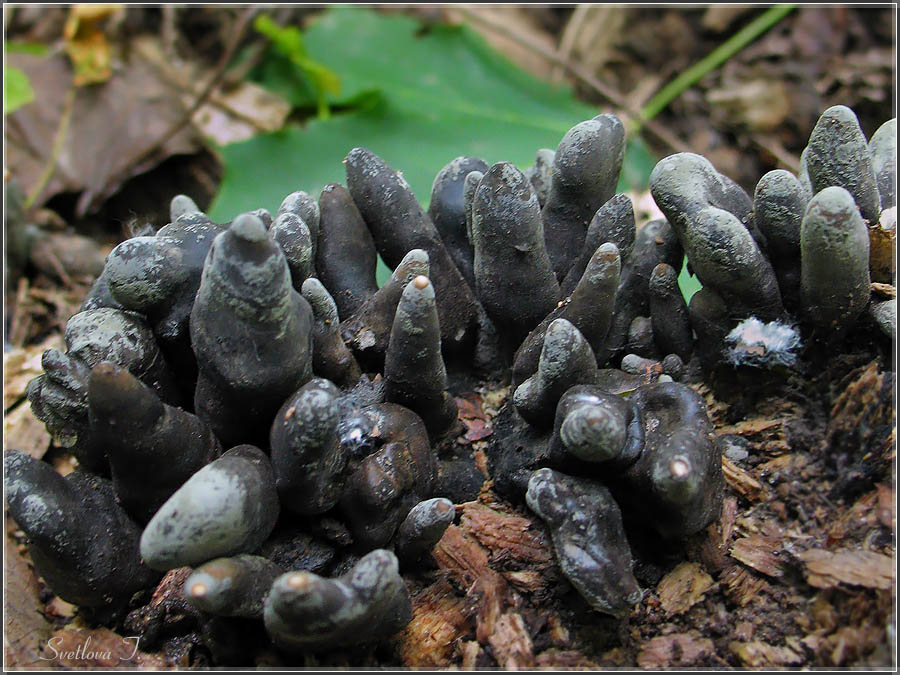 Страшная находка в лесу: гриб пальцы мертвеца