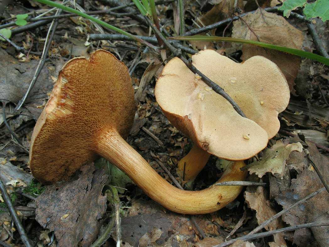 Масленок ложный фото и описание гриба