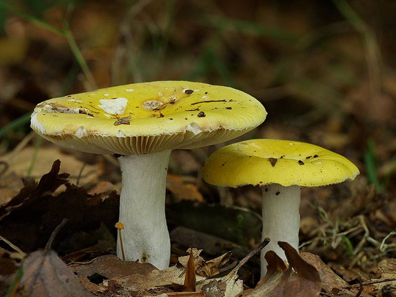 50 фото разных видов гриба «сыроежка желтая», ? названия, описания, как отличить