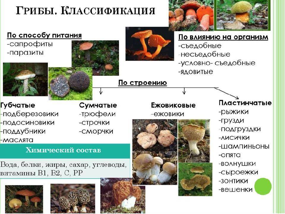 Эуаскомицеты | справочник пестициды.ru