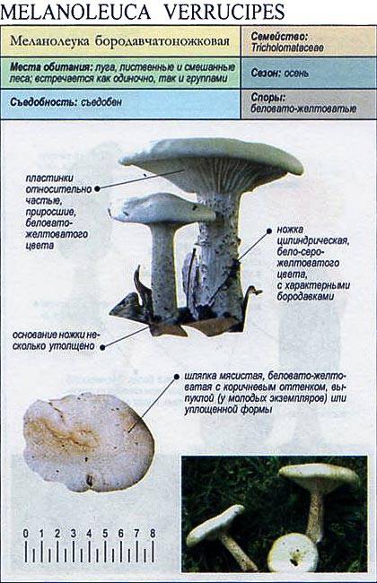 Меланолеука коротконожковая: описание и фото — викигриб