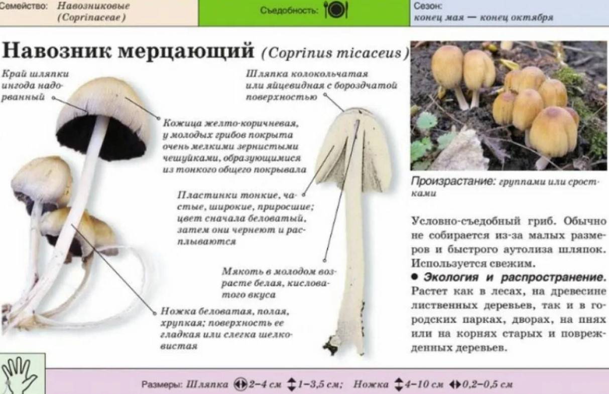 Трутовик настоящий (fomes fomentarius): лечебные свойства, применение, фото, описание, рецепты и поделки с гриба